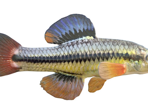 Blauwvintonijn Killifish vis 3D Model