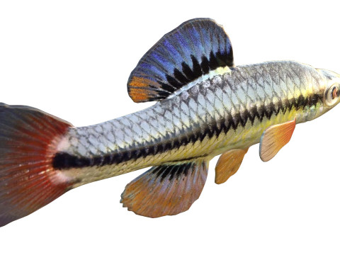 Blauwvintonijn Killifish vis 3D Model