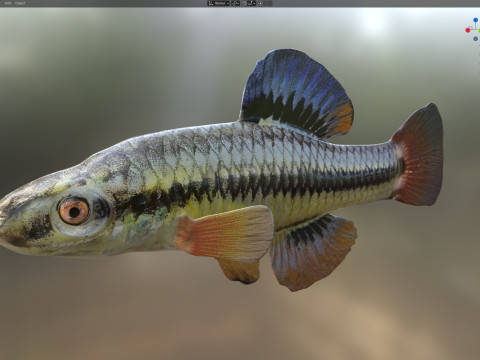 Blauwvintonijn Killifish vis 3D Model