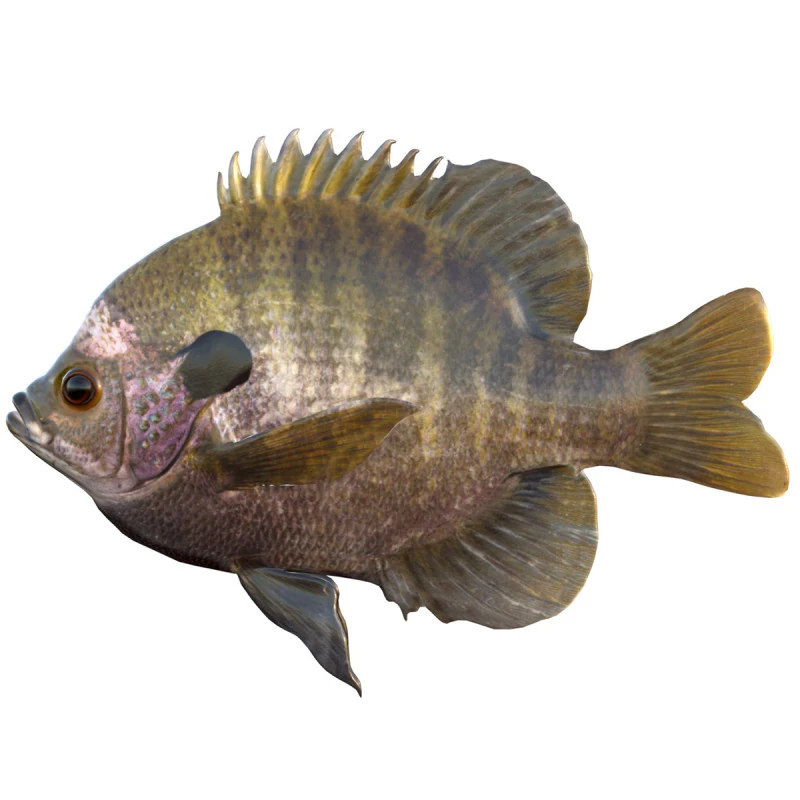 Peixe Bluegill Modelo 3D .c4d .max .obj .3ds .fbx .stl .blend 