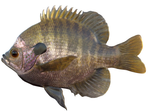 블루길 물고기 3D 모델