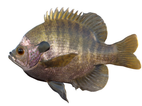Bluegill-Fisch 3D Modell