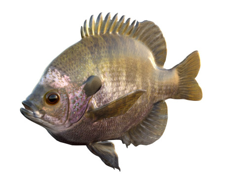 Bluegill-Fisch 3D Modell