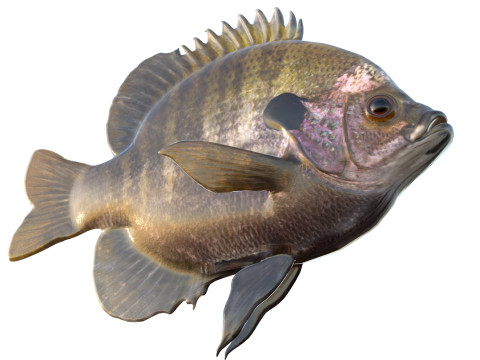 Bluegill-Fisch 3D Modell