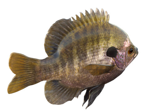 Bluegill-Fisch 3D Modell