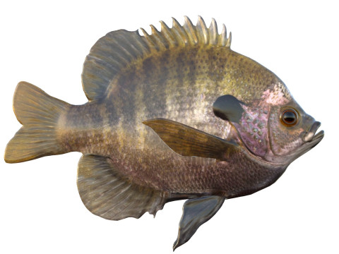 Bluegill-Fisch 3D Modell