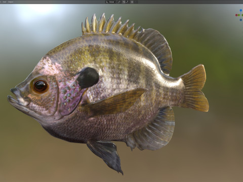 Bluegill-Fisch 3D Modell
