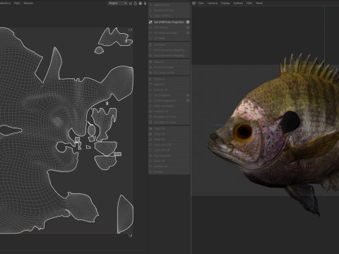 Bluegill-Fisch 3D Modell