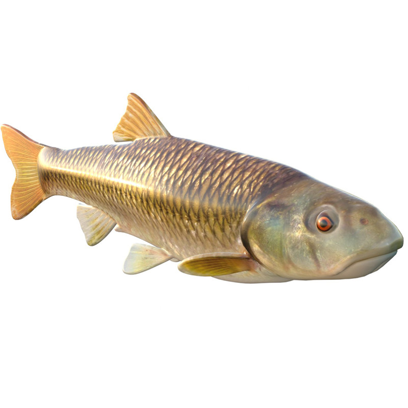 Голубоголовый голавль 3D Модель .c4d .max .obj .3ds .fbx .stl .blend 