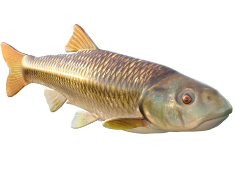 Peixe Chub Bluehead Modelo 3D