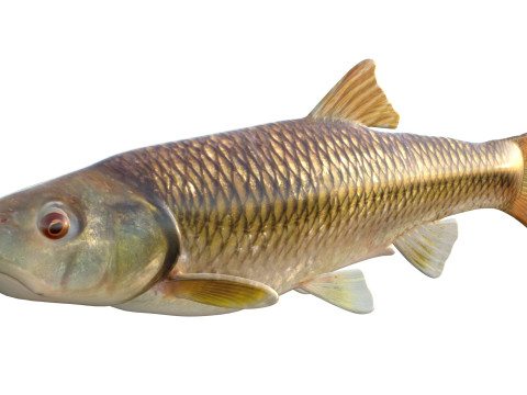 Голубоголовый голавль 3D Модель