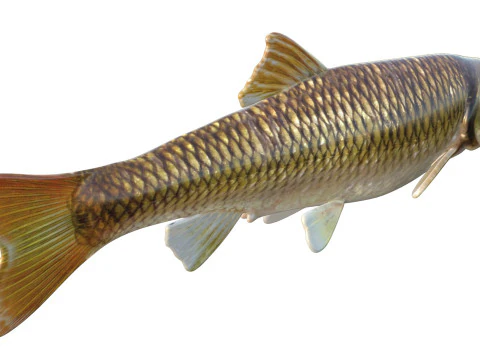 Bluehead Chub fish 3D Model