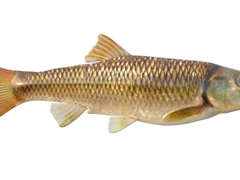 Bluehead Chub fish 3D Model