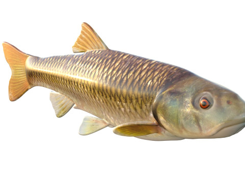 Голубоголовый голавль 3D Модель