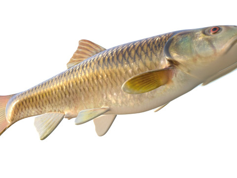 Голубоголовый голавль 3D Модель