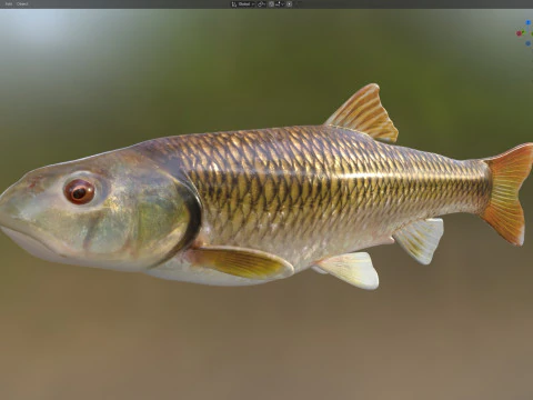 Bluehead Chub fish 3D Model