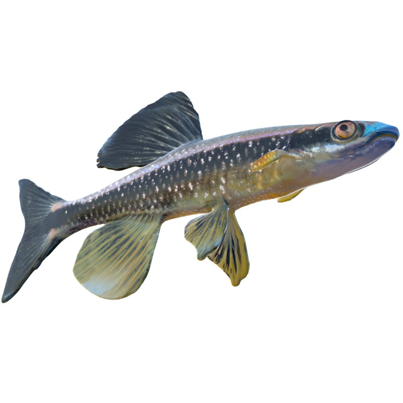 Bluenose Shiner fish 3D Model .c4d .max .obj .3ds .fbx .stl .blend 