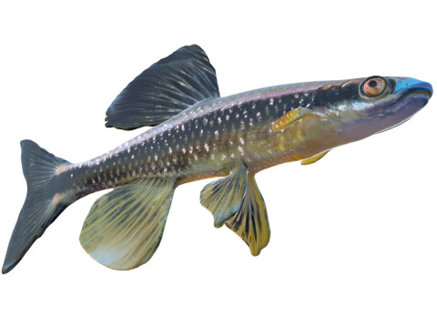 Peixe Shiner Nariz Azul Modelo 3D