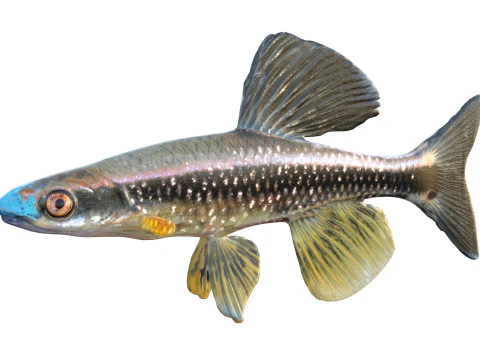 Bluenose Shiner fish 3D Model