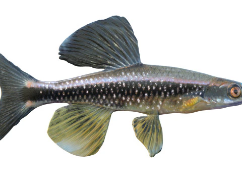 Bluenose Shiner fish 3D Model