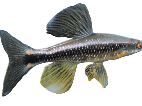 Bluenose Shiner-vis 3D Model