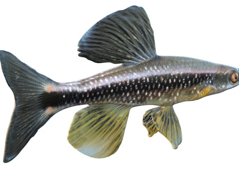 Bluenose Shiner fish 3D Model