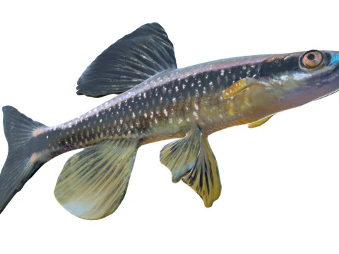 Bluenose Shiner fish 3D Model