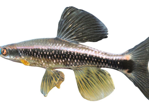 Bluenose Shiner fish 3D Model