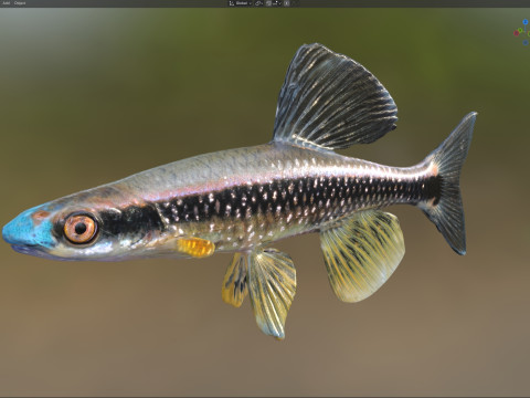 Bluenose Shiner-vis 3D Model