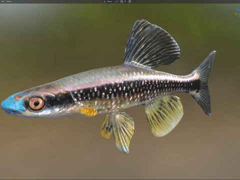 Bluenose Shiner fish 3D Model