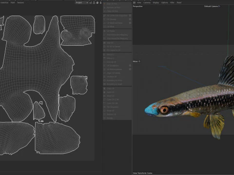 Bluenose Shiner fish 3D Model