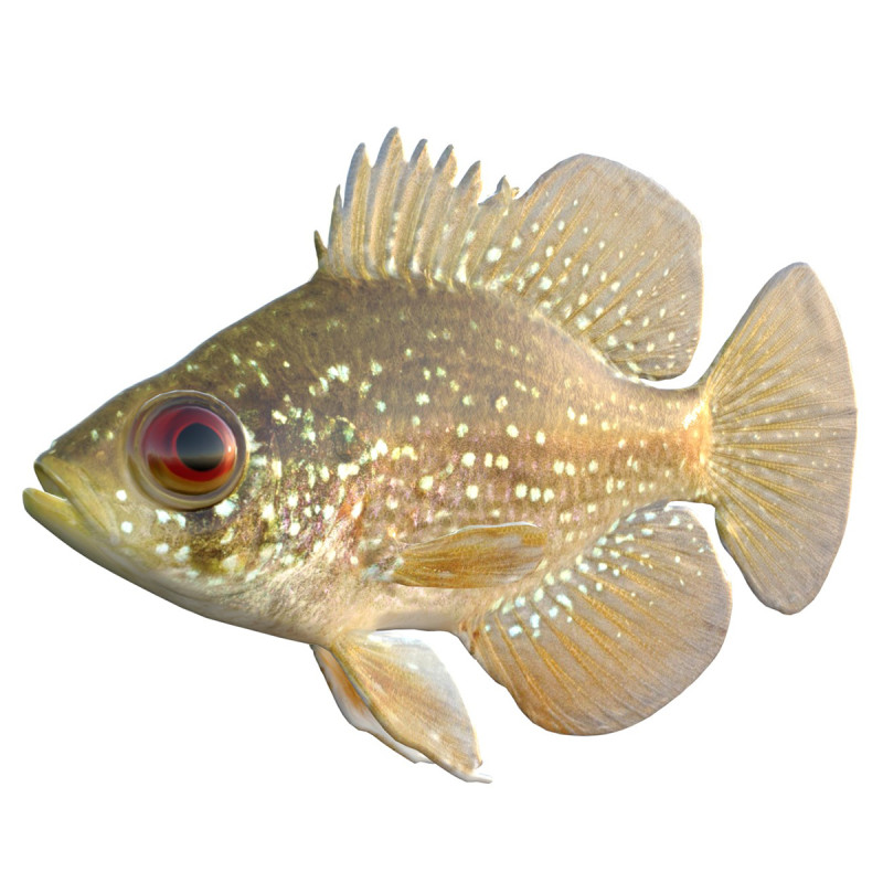 アオマンボウ 3Dモデル .c4d .max .obj .3ds .fbx .stl .blend 