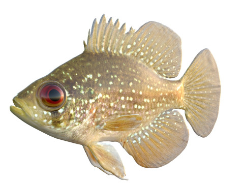 アオマンボウ 3Dモデル