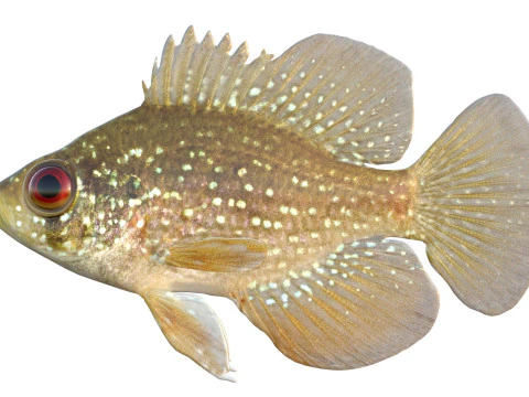 ब्लूस्पॉटेड सनफिश 3D मॉडल