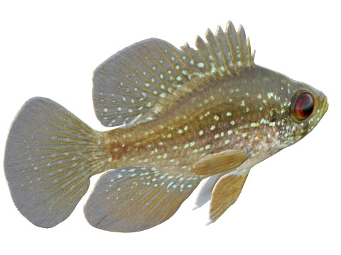 アオマンボウ 3Dモデル