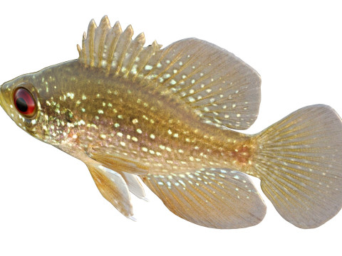 アオマンボウ 3Dモデル