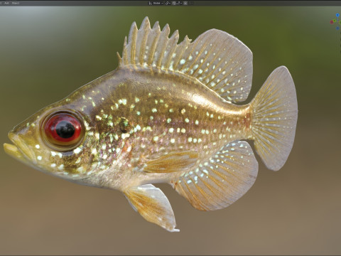 アオマンボウ 3Dモデル