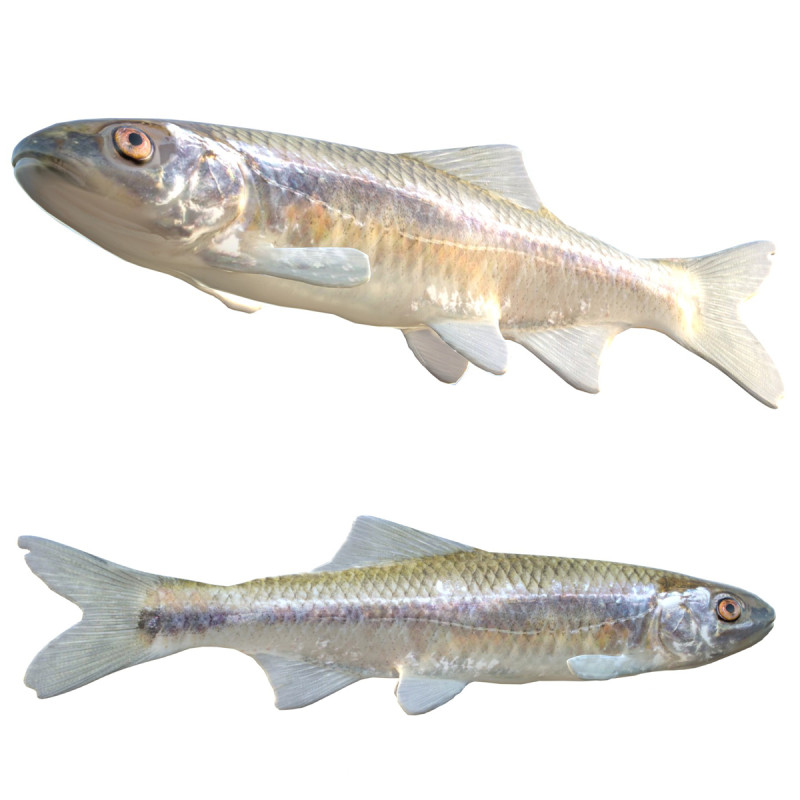 Peixe Shiner Bluestripe Modelo 3D .c4d .max .obj .3ds .fbx .stl .blend 