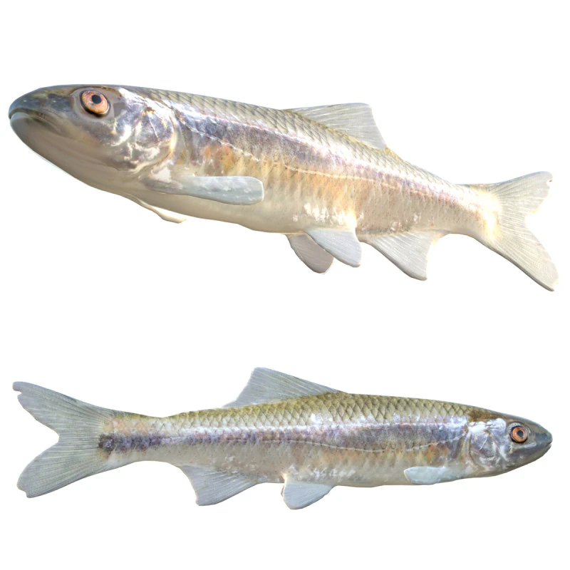 Bluestripe Shiner fish 3D Model .c4d .max .obj .3ds .fbx .stl .blend 