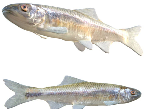 Ikan Bluestripe Shiner Model 3D