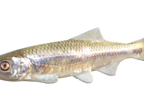 Bluestripe Shiner fish 3D Model