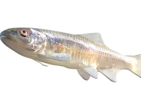 Peixe Shiner Bluestripe Modelo 3D