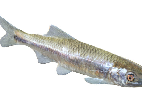 Peixe Shiner Bluestripe Modelo 3D