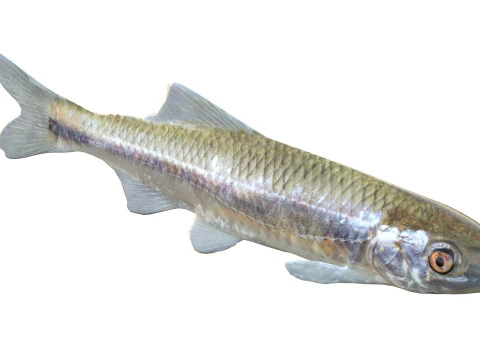 Bluestripe Shiner fish 3D Model