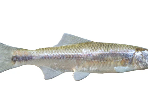 Bluestripe Shiner fish 3D Model