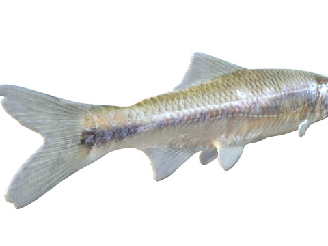 Peixe Shiner Bluestripe Modelo 3D