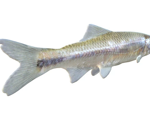 Bluestripe Shiner fish 3D Model