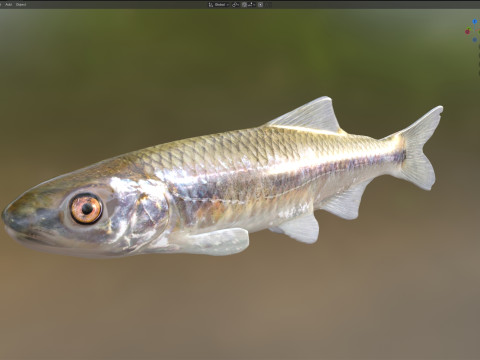 Peixe Shiner Bluestripe Modelo 3D