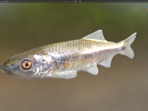 Bluestripe Shiner fish 3D Model