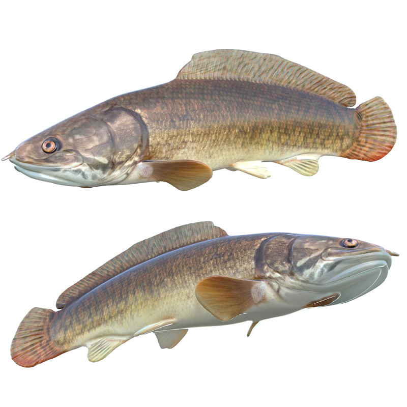 Bowfin Amia calva 1 Modelo 3D .c4d .max .obj .3ds .fbx .stl .blend 